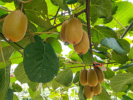 开云登录平台基地展示四